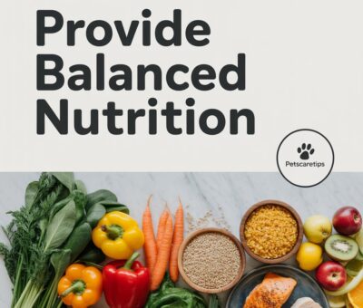 Provide Balanced Nutrition: A Complete Guide to Keeping Your Pet Healthy